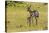 South Dakota, Custer State Park. Pronghorn Doe and Fawn-Jaynes Gallery-Stretched Canvas