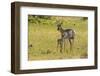 South Dakota, Custer State Park. Pronghorn Doe and Fawn-Jaynes Gallery-Framed Photographic Print