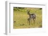 South Dakota, Custer State Park. Pronghorn Doe and Fawn-Jaynes Gallery-Framed Photographic Print