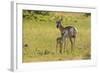 South Dakota, Custer State Park. Pronghorn Doe and Fawn-Jaynes Gallery-Framed Photographic Print