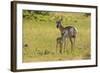 South Dakota, Custer State Park. Pronghorn Doe and Fawn-Jaynes Gallery-Framed Photographic Print