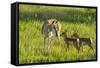 South Dakota, Custer State Park. Pronghorn Doe and Fawns-Jaynes Gallery-Framed Stretched Canvas