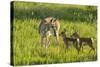 South Dakota, Custer State Park. Pronghorn Doe and Fawns-Jaynes Gallery-Stretched Canvas