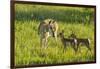 South Dakota, Custer State Park. Pronghorn Doe and Fawns-Jaynes Gallery-Framed Premium Photographic Print
