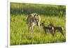 South Dakota, Custer State Park. Pronghorn Doe and Fawns-Jaynes Gallery-Framed Photographic Print