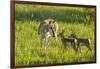 South Dakota, Custer State Park. Pronghorn Doe and Fawns-Jaynes Gallery-Framed Photographic Print