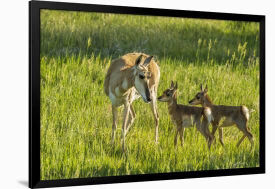 South Dakota, Custer State Park. Pronghorn Doe and Fawns-Jaynes Gallery-Framed Photographic Print