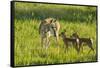 South Dakota, Custer State Park. Pronghorn Doe and Fawns-Jaynes Gallery-Framed Stretched Canvas