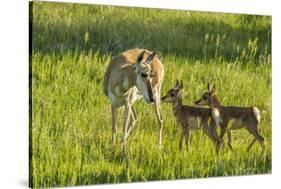 South Dakota, Custer State Park. Pronghorn Doe and Fawns-Jaynes Gallery-Stretched Canvas