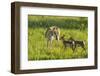 South Dakota, Custer State Park. Pronghorn Doe and Fawns-Jaynes Gallery-Framed Photographic Print