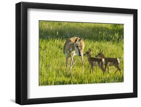 South Dakota, Custer State Park. Pronghorn Doe and Fawns-Jaynes Gallery-Framed Photographic Print