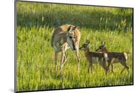 South Dakota, Custer State Park. Pronghorn Doe and Fawns-Jaynes Gallery-Mounted Photographic Print