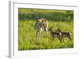 South Dakota, Custer State Park. Pronghorn Doe and Fawns-Jaynes Gallery-Framed Photographic Print