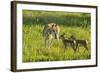 South Dakota, Custer State Park. Pronghorn Doe and Fawns-Jaynes Gallery-Framed Photographic Print