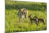 South Dakota, Custer State Park. Pronghorn Doe and Fawns-Jaynes Gallery-Mounted Photographic Print