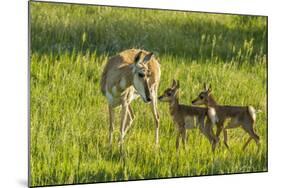 South Dakota, Custer State Park. Pronghorn Doe and Fawns-Jaynes Gallery-Mounted Photographic Print