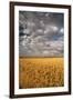 South Dakota, Summer Morning Wheat Fields on the South Dakota Prairie-Judith Zimmerman-Framed Photographic Print