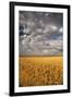 South Dakota, Summer Morning Wheat Fields on the South Dakota Prairie-Judith Zimmerman-Framed Photographic Print