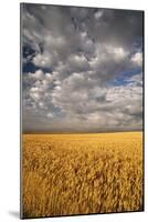 South Dakota, Summer Morning Wheat Fields on the South Dakota Prairie-Judith Zimmerman-Mounted Photographic Print
