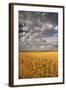 South Dakota, Summer Morning Wheat Fields on the South Dakota Prairie-Judith Zimmerman-Framed Photographic Print