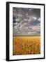 South Dakota, Summer Morning Wheat Fields on the South Dakota Prairie-Judith Zimmerman-Framed Photographic Print