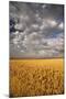 South Dakota, Summer Morning Wheat Fields on the South Dakota Prairie-Judith Zimmerman-Mounted Photographic Print