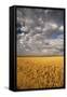 South Dakota, Summer Morning Wheat Fields on the South Dakota Prairie-Judith Zimmerman-Framed Stretched Canvas