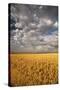 South Dakota, Summer Morning Wheat Fields on the South Dakota Prairie-Judith Zimmerman-Stretched Canvas