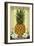 South Deerfield, Massachusetts - Colonial Pineapple-Lantern Press-Framed Art Print