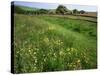 South Downs Way Near East Dean, East Sussex, England, United Kingdom-Kathy Collins-Stretched Canvas