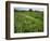 South Downs Way Near East Dean, East Sussex, England, United Kingdom-Kathy Collins-Framed Photographic Print