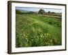 South Downs Way Near East Dean, East Sussex, England, United Kingdom-Kathy Collins-Framed Photographic Print