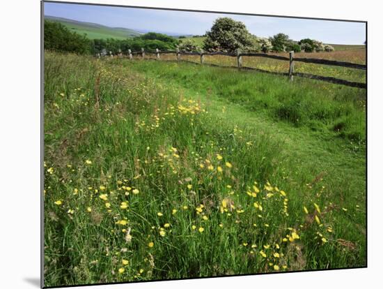 South Downs Way Near East Dean, East Sussex, England, United Kingdom-Kathy Collins-Mounted Photographic Print