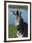 South Durban. Tala Game Reserve. Plains Zebra in Front of Pond-Cindy Miller Hopkins-Framed Premium Photographic Print