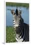 South Durban. Tala Game Reserve. Plains Zebra in Front of Pond-Cindy Miller Hopkins-Framed Premium Photographic Print