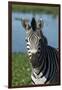 South Durban. Tala Game Reserve. Plains Zebra in Front of Pond-Cindy Miller Hopkins-Framed Premium Photographic Print