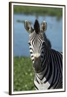 South Durban. Tala Game Reserve. Plains Zebra in Front of Pond-Cindy Miller Hopkins-Framed Premium Photographic Print