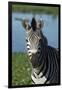 South Durban. Tala Game Reserve. Plains Zebra in Front of Pond-Cindy Miller Hopkins-Framed Premium Photographic Print