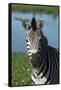 South Durban. Tala Game Reserve. Plains Zebra in Front of Pond-Cindy Miller Hopkins-Framed Stretched Canvas