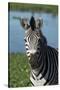 South Durban. Tala Game Reserve. Plains Zebra in Front of Pond-Cindy Miller Hopkins-Stretched Canvas