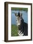 South Durban. Tala Game Reserve. Plains Zebra in Front of Pond-Cindy Miller Hopkins-Framed Photographic Print