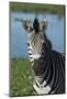 South Durban. Tala Game Reserve. Plains Zebra in Front of Pond-Cindy Miller Hopkins-Mounted Photographic Print