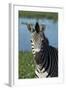 South Durban. Tala Game Reserve. Plains Zebra in Front of Pond-Cindy Miller Hopkins-Framed Photographic Print