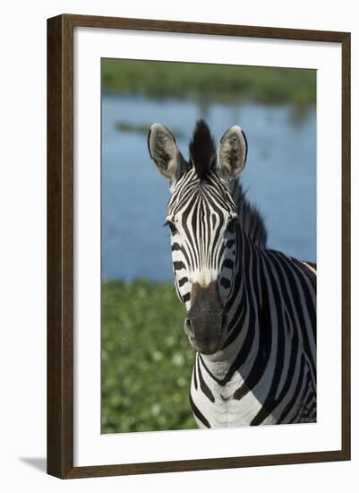 South Durban. Tala Game Reserve. Plains Zebra in Front of Pond-Cindy Miller Hopkins-Framed Photographic Print