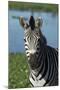 South Durban. Tala Game Reserve. Plains Zebra in Front of Pond-Cindy Miller Hopkins-Mounted Photographic Print