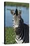 South Durban. Tala Game Reserve. Plains Zebra in Front of Pond-Cindy Miller Hopkins-Stretched Canvas