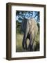 South Eastern Cape, Inkwenkwezi Game Reserve. African Elephant-Cindy Miller Hopkins-Framed Photographic Print