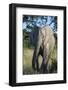 South Eastern Cape, Inkwenkwezi Game Reserve. African Elephant-Cindy Miller Hopkins-Framed Photographic Print