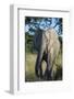 South Eastern Cape, Inkwenkwezi Game Reserve. African Elephant-Cindy Miller Hopkins-Framed Photographic Print