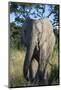 South Eastern Cape, Inkwenkwezi Game Reserve. African Elephant-Cindy Miller Hopkins-Mounted Photographic Print